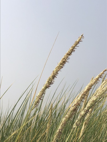 European beachgrass (Calamagrostis arenaria)