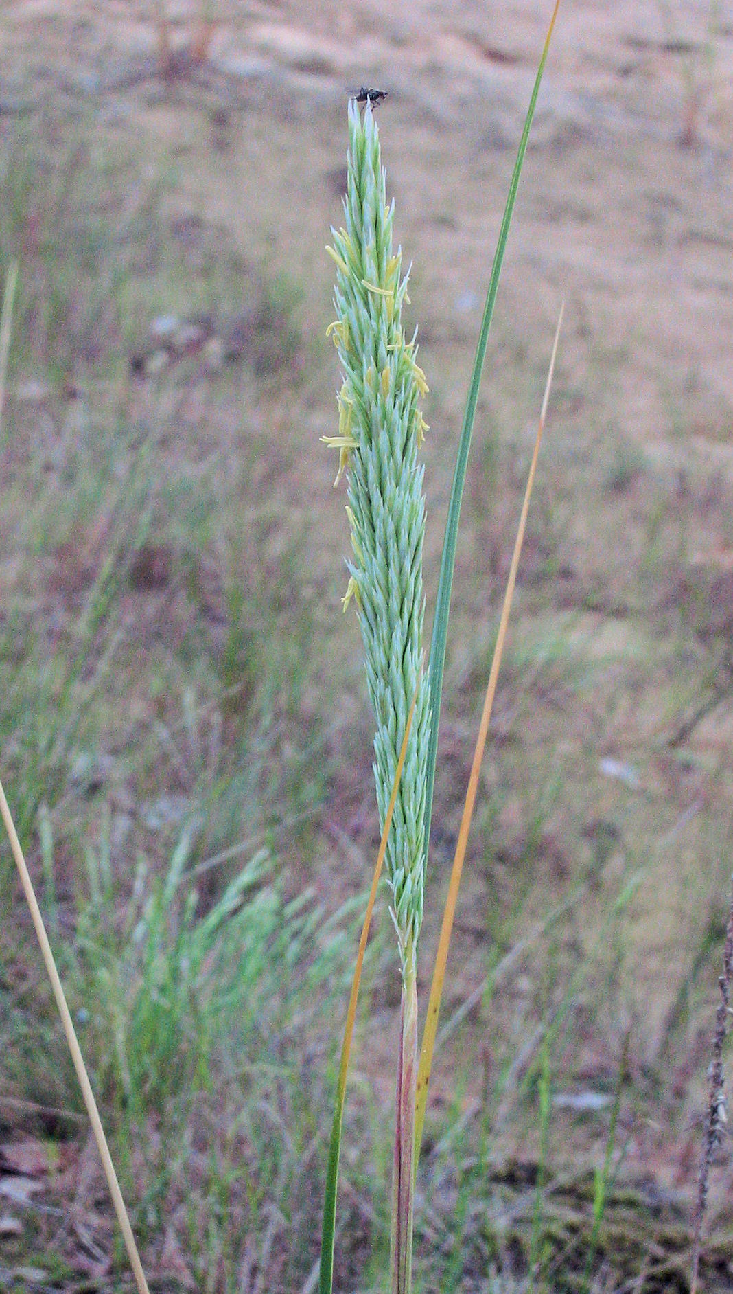 European beachgrass: Ammophila arenaria