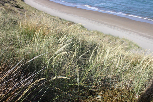 European beachgrass (Calamagrostis arenaria)