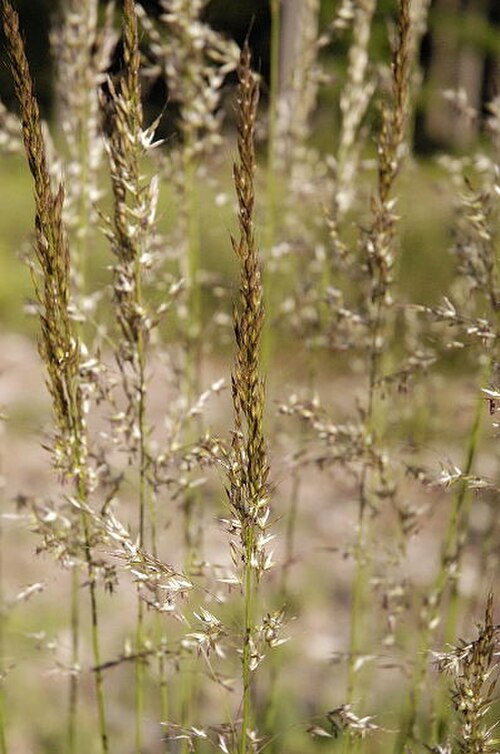 Achnatherum brachytricha: Picture taken in Commanster, Belgian High Ardennes . Species: Calamagrostis arundinacea