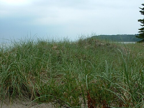 American beachgrass: Ammophila breviligulata (American beachgrass), Pancake Bay Provincial Park, Ontario.