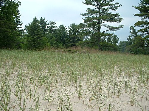 American beachgrass: Ammophila breviligulata (American beachgrass), Pancake Bay Provincial Park, Ontario.