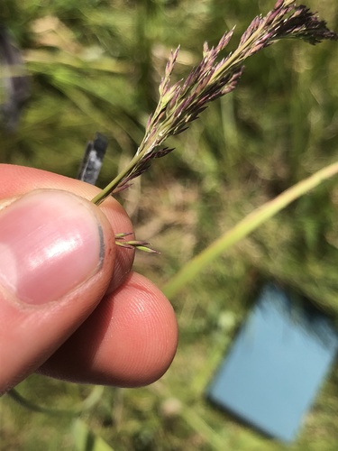 Bluejoint (Calamagrostis canadensis)