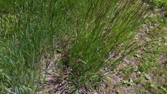 Bluejoint (Calamagrostis canadensis)