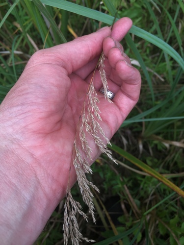 Bluejoint (Calamagrostis canadensis)
