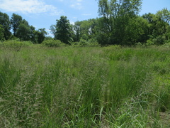 Bluejoint (Calamagrostis canadensis)