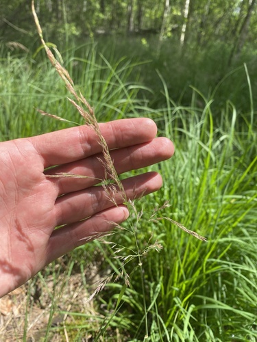 Purple smallreed (Calamagrostis canescens)