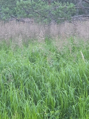 Purple smallreed (Calamagrostis canescens)
