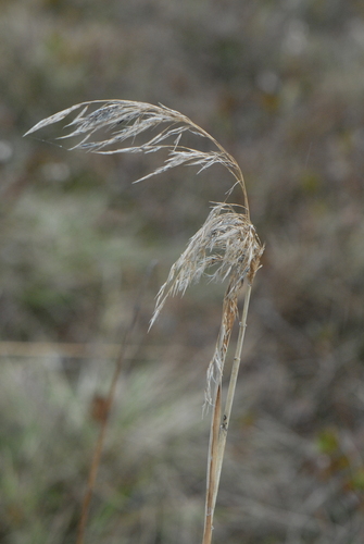 Purple smallreed (Calamagrostis canescens)