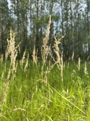 Purple smallreed (Calamagrostis canescens)