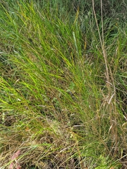 Purple smallreed (Calamagrostis canescens)