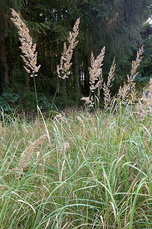 Bushgrass: The grass Calamagrostis epigejos .