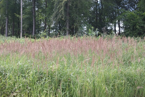 Bushgrass (Calamagrostis epigejos)