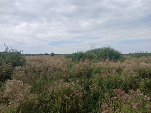 Bushgrass (Calamagrostis epigejos)