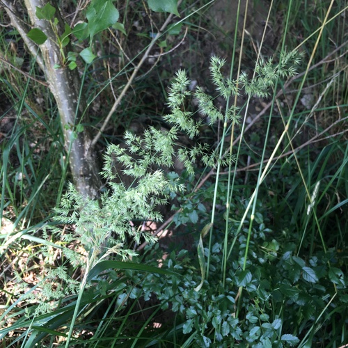 Bushgrass (Calamagrostis epigejos)