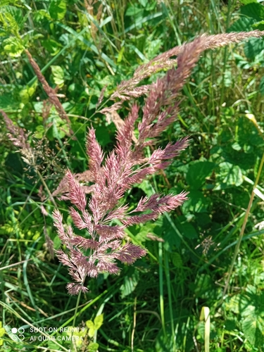 Bushgrass (Calamagrostis epigejos)