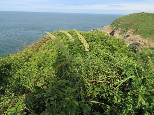 Bushgrass (Calamagrostis epigejos)