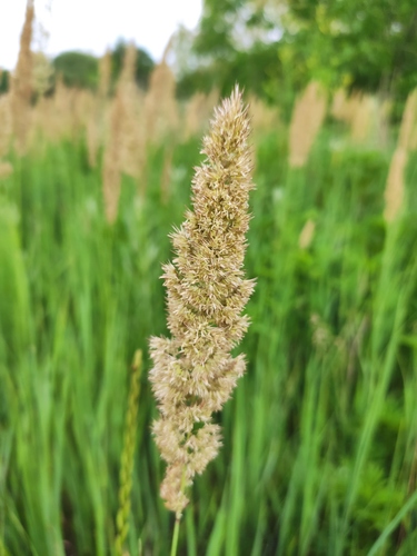 Bushgrass (Calamagrostis epigejos)