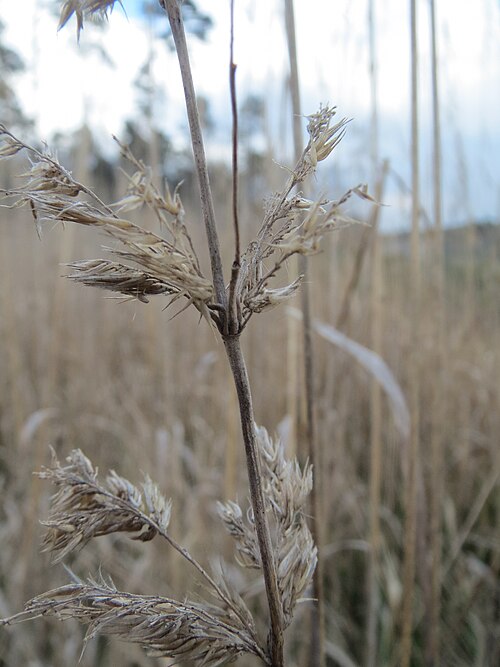 Bushgrass: Land-Reitgras ( Calamagrostis epigejos ) in der Schwetzinger Hardt
