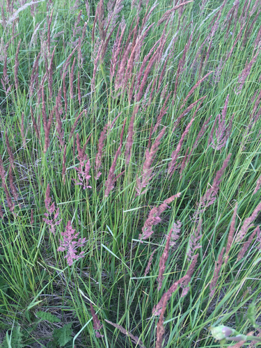 Bushgrass (Calamagrostis epigejos)