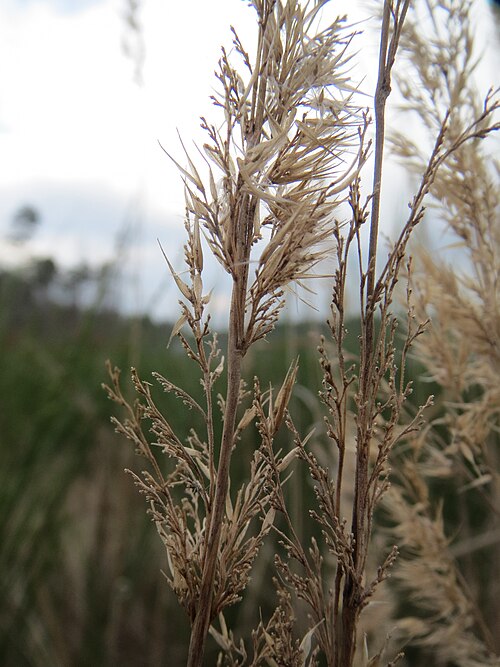Bushgrass: Land-Reitgras ( Calamagrostis epigejos ) in der Schwetzinger Hardt