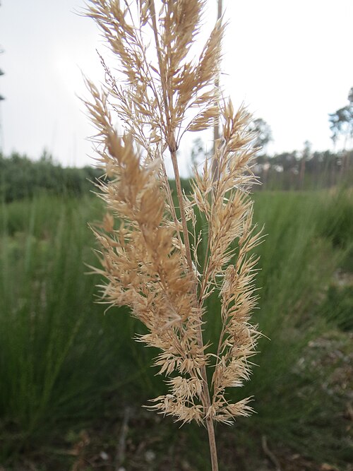 Bushgrass: Land-Reitgras ( Calamagrostis epigejos ) in der Schwetzinger Hardt