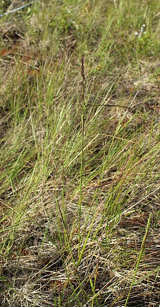 Lapland reedgrass: Lapland Reedgrass