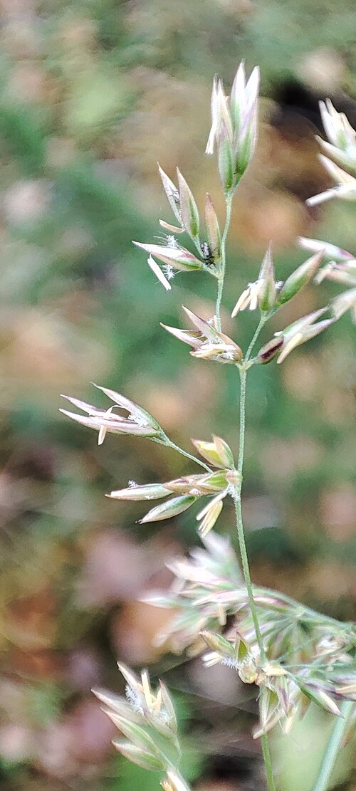 Lapland reedgrass: Lapland Reedgrass
