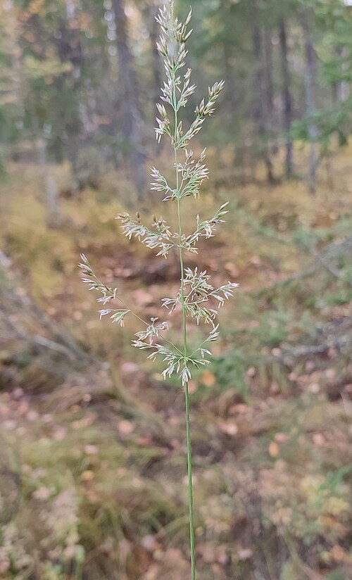 Lapland reedgrass: Lapland Reedgrass