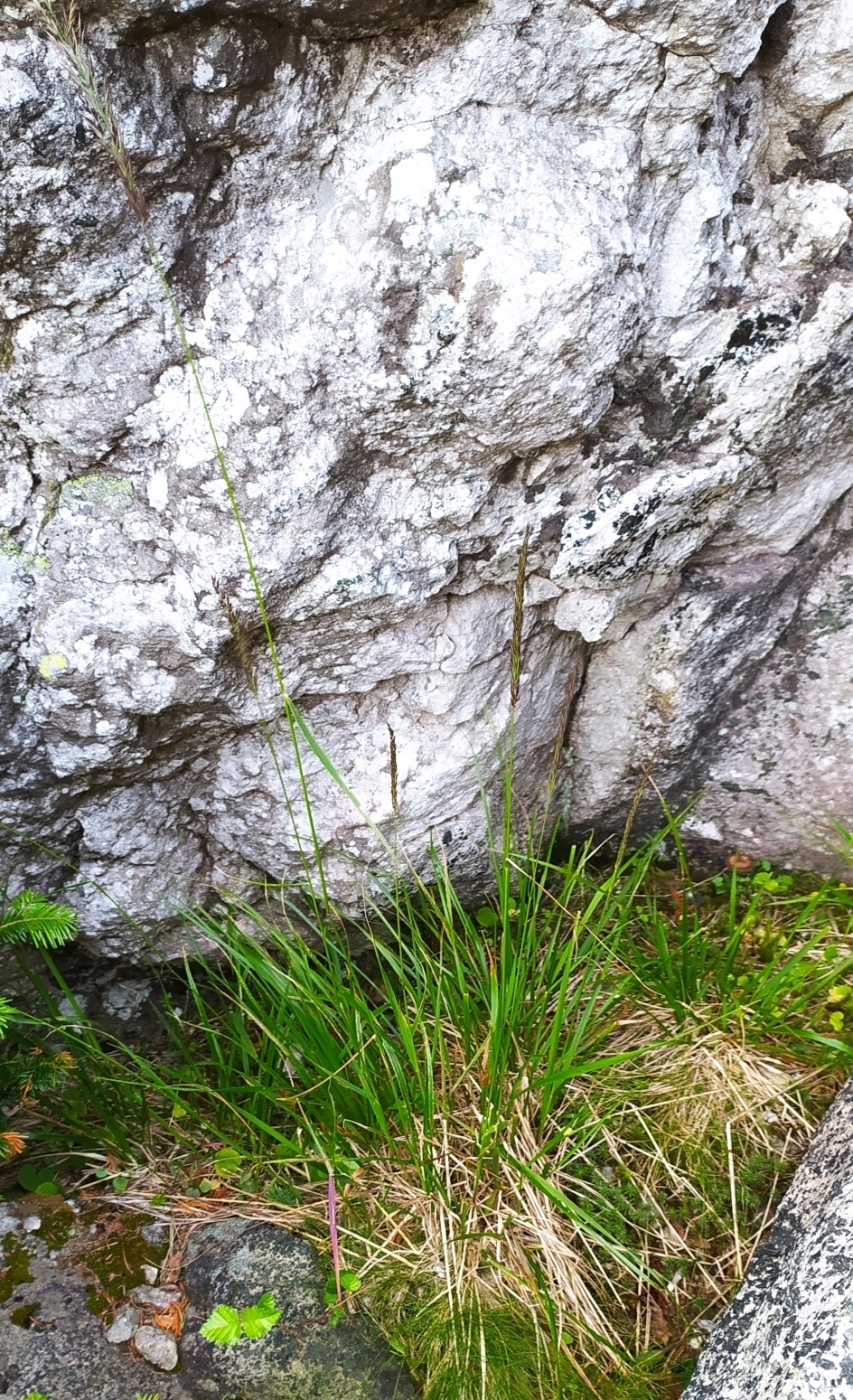 Lapland reedgrass: Lapland Reedgrass