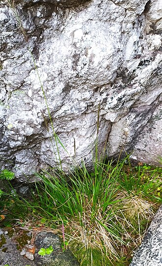 Lapland reedgrass: Lapland Reedgrass