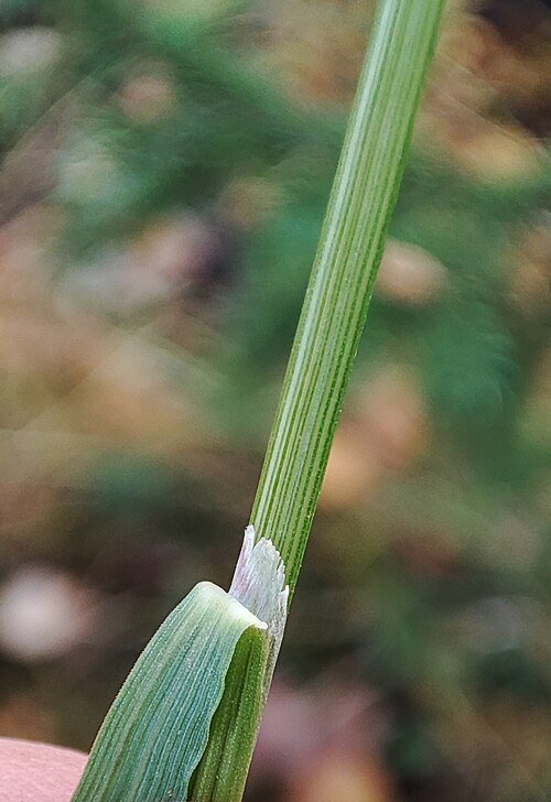 Lapland reedgrass: Lapland Reedgrass
