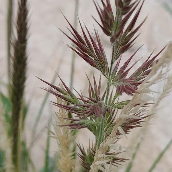 Coastal small-reed (Calamagrostis pseudophragmites)