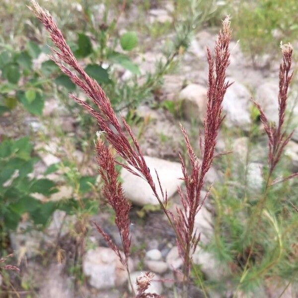 Coastal small-reed (Calamagrostis pseudophragmites)