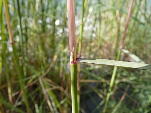 Coastal small-reed: Calamagrostis pseudophragmites ligula