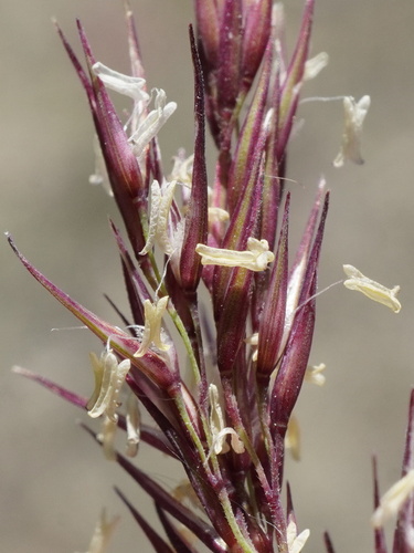 Coastal small-reed (Calamagrostis pseudophragmites)