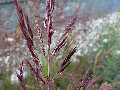 Coastal small-reed: Calamagrostis pseudophragmites