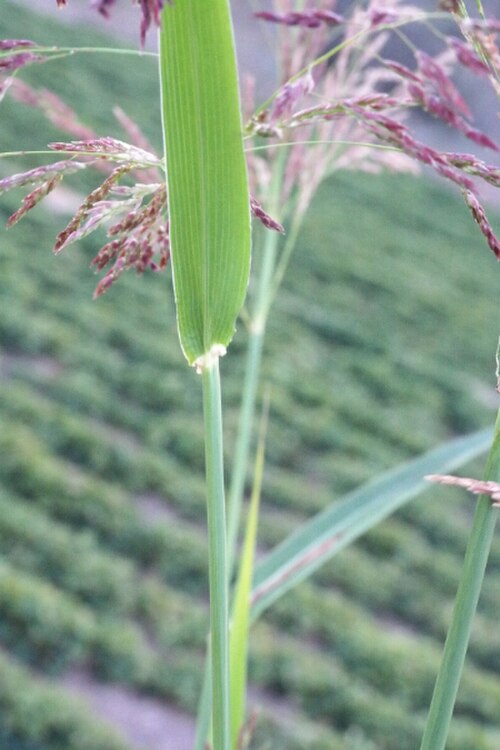 Coastal small-reed: Calamagrostis pseudophragmites leaf