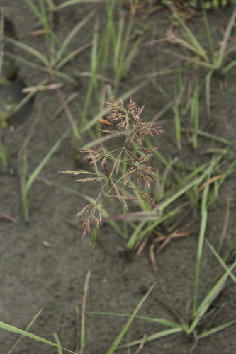 Coastal small-reed (Calamagrostis pseudophragmites)