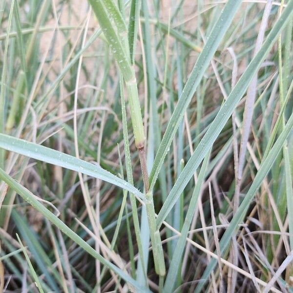 Coastal small-reed (Calamagrostis pseudophragmites)