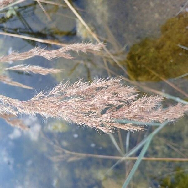 Coastal small-reed (Calamagrostis pseudophragmites)