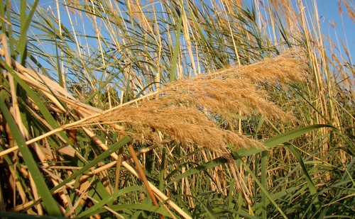 Coastal small-reed (Calamagrostis pseudophragmites)