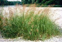 Coastal small-reed (Calamagrostis pseudophragmites)