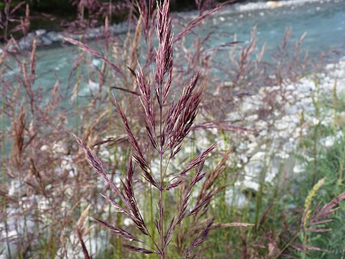 Coastal small-reed: Calamagrostis pseudophragmites