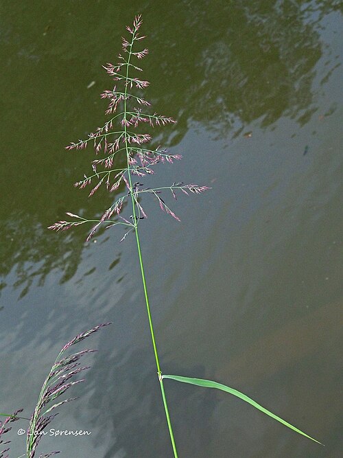 Calamagrostis purpurea: Calamagrostis phragmitoides