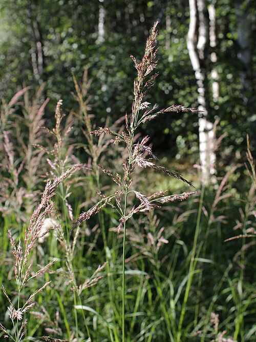 Calamagrostis purpurea: Poaceae, Calamagrostis phragmitoides