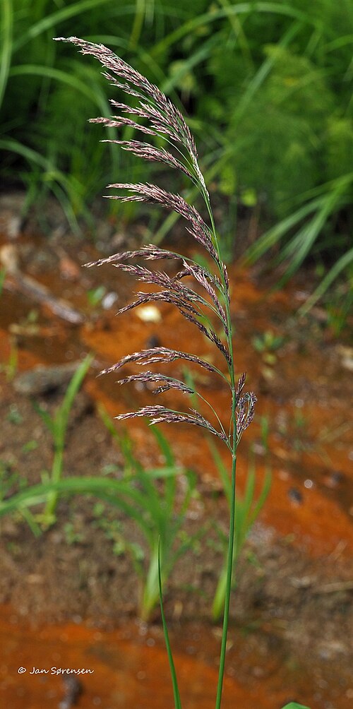 Calamagrostis purpurea: Calamagrostis phragmitoides