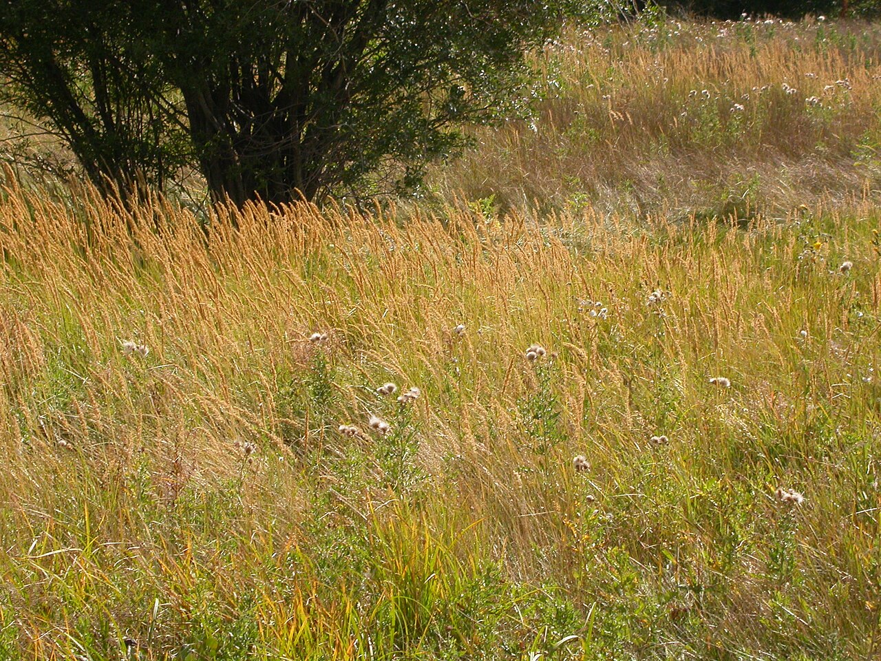 Slimstem reedgrass: Calamagrostis stricta is the grass in the center with narrow or contracted spikes and that forms dense stands.