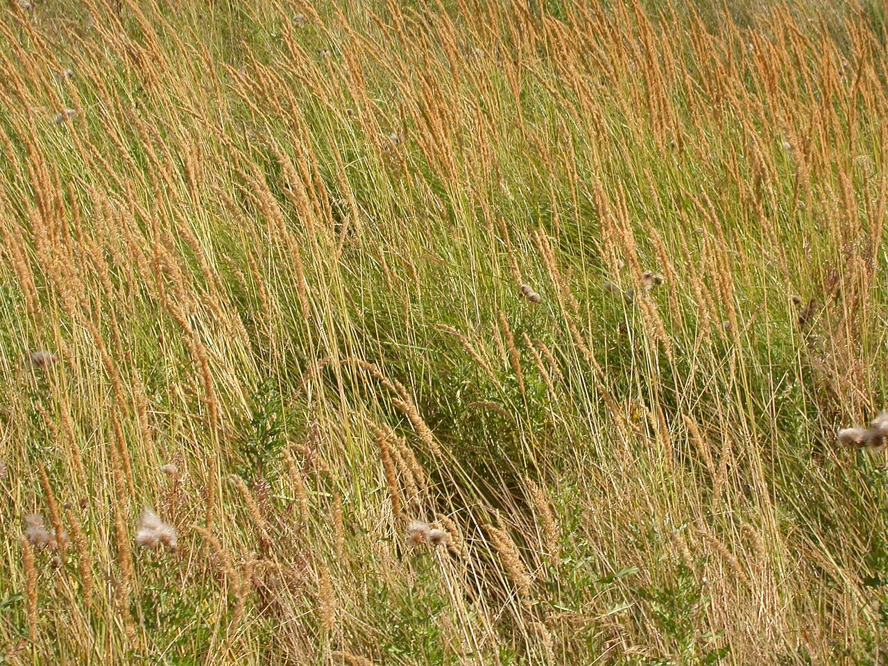 Slimstem reedgrass: Calamagrostis stricta is the grass in the center with narrow or contracted spikes and that forms dense stands.
