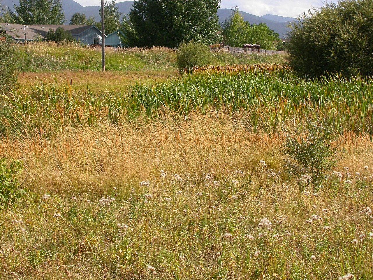 Slimstem reedgrass: Calamagrostis stricta is the grass in the center with narrow or contracted spikes and that forms dense stands.